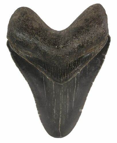 Serrated, Fossil Megalodon Tooth - Georgia #51028